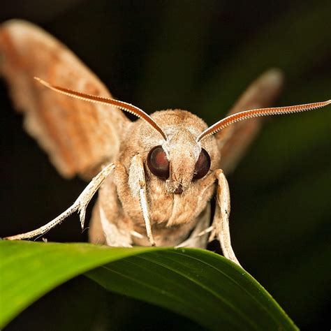 hermit moth